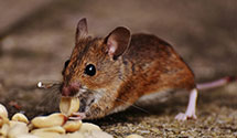 24 Hour & Emergency Exterminators in Wayne, NJ